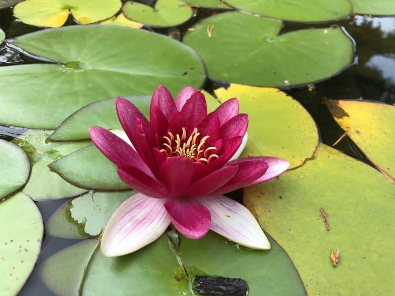 Seerose