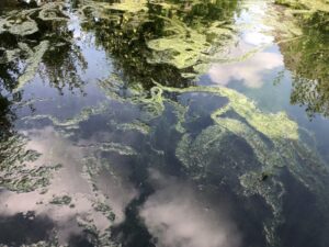 Fadenalgen im Teich
