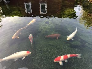 Klarse wasser bis 1,6m