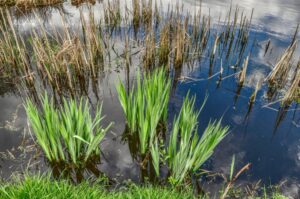 Top Teichpflege Im Oktober So Geht´s Super Teich Beratung Seele