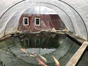 Teichpflege im Oktober