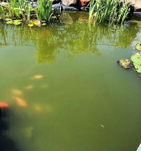 Teichwasser ist grün durch Schwebealgen