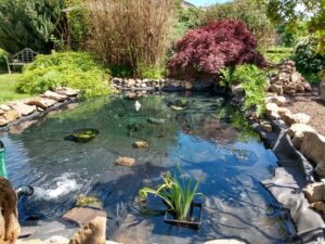 Folienteich mit Pflanzen und Bäumen