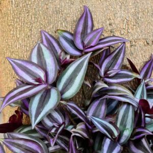 Dreimasterblume