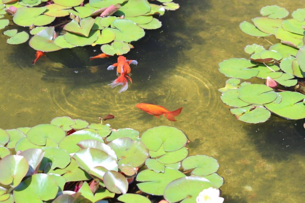 Gartenteich für Goldfische