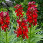 Kardinals-Lobelie (Lobelia cardinalis)