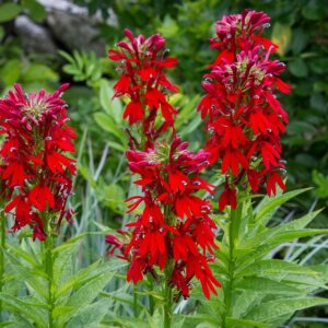 Kardinals-Lobelie (Lobelia cardinalis)