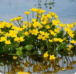 Sumpfdotterblume im Wasser
