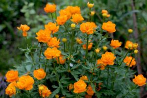 Trollblume blüten