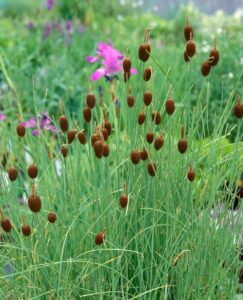 Teichpflanzen Zwerg-Rohrkolben (Typha minima)