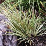 Zwergkalmus (Acorus gramineus) im beet