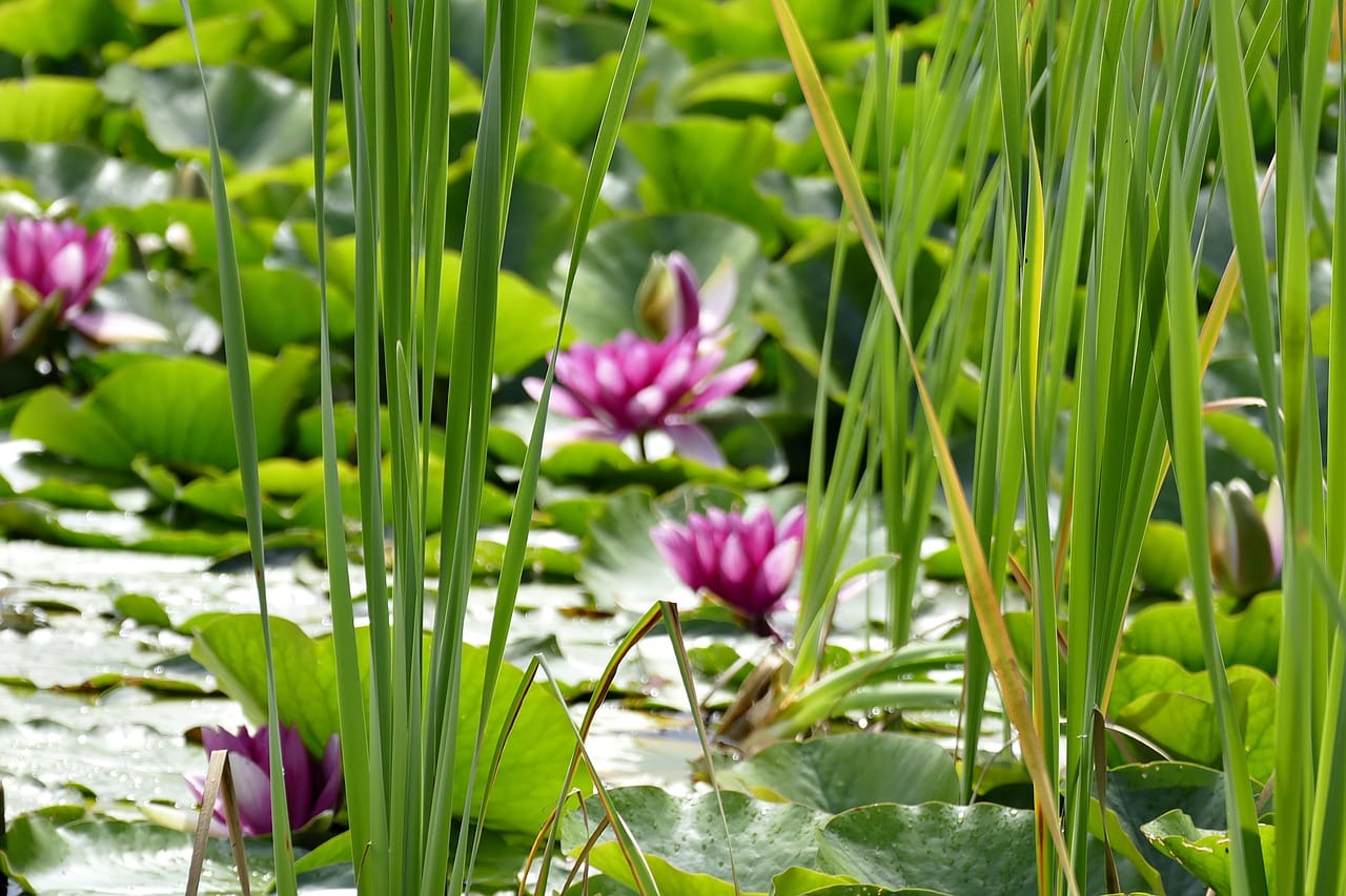 Teichpflanzen im Gartenteich