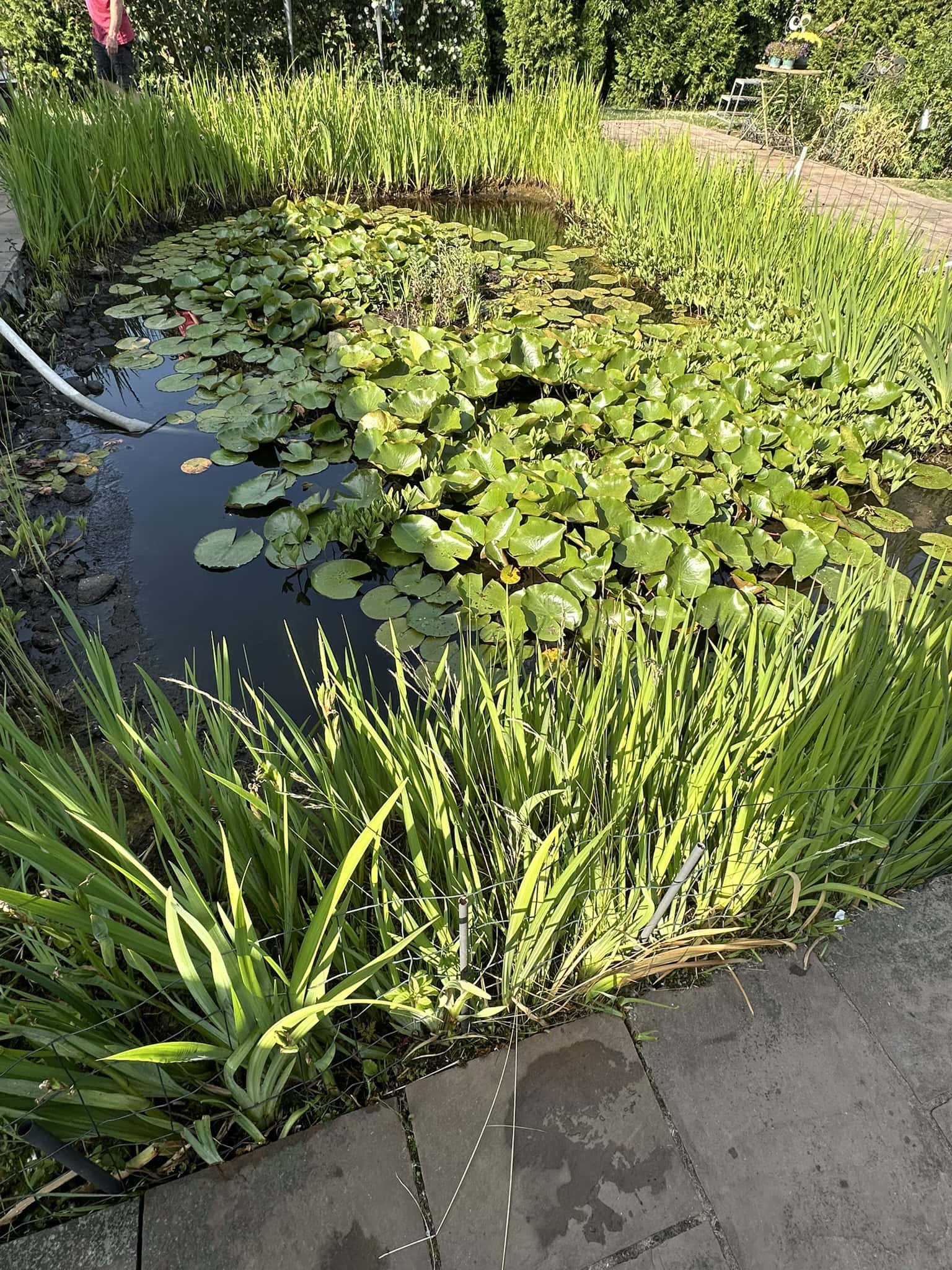 Teichreinigung Vorher