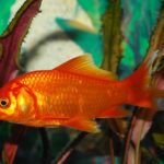 Goldfisch