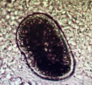 Parasitenkontrolle bei Koi im Frühjahr mit Mikroskop und Hautabstrich