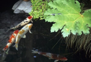 Kristallklarer Gartenteich mit Teichfilter - Kois schwimmen in sauberem Wasser