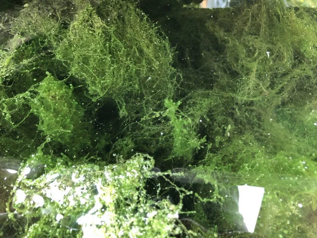 Fadenalgen im Gartenteich — typisches Bild im Frühsommer