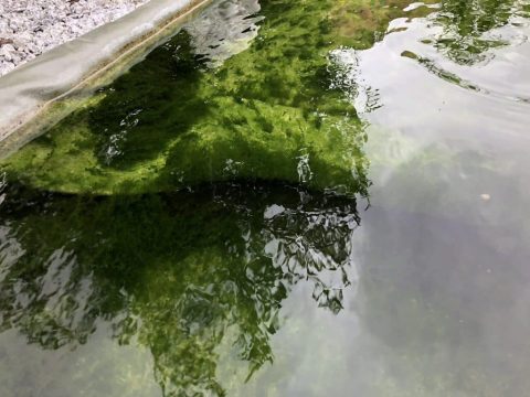 Falte in der Teichfolie im koiteich